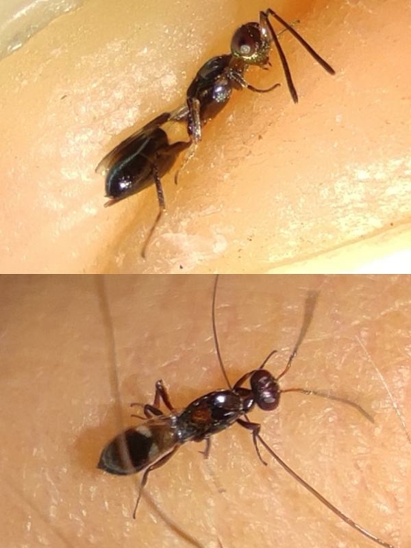 Anastatus catalonicus