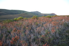 Erica irregularis