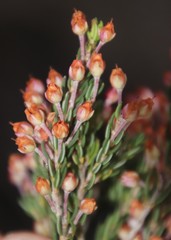 Erica irregularis
