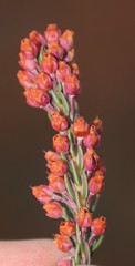 Erica irregularis