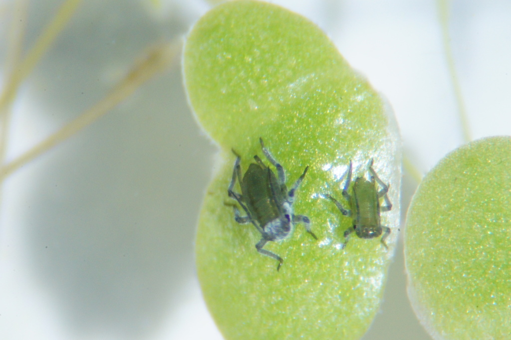 Water Lily Aphid