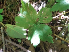 Rubus pedatus