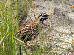 Colinus nigrogularis