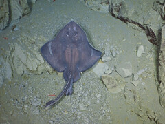 Roughtail Skate photo 2