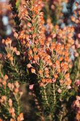 Erica irregularis