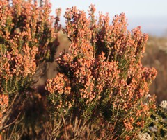 Erica irregularis