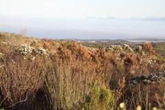 Erica irregularis