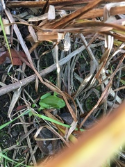 Hyla arborea