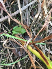 Hyla arborea