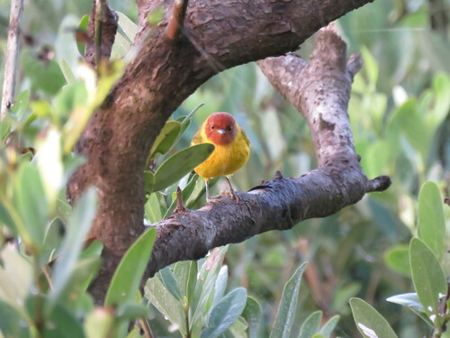Bryant's Mangrove Warbler