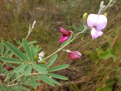 Tephrosia nitens