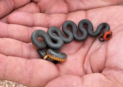 Diadophis punctatus regalis