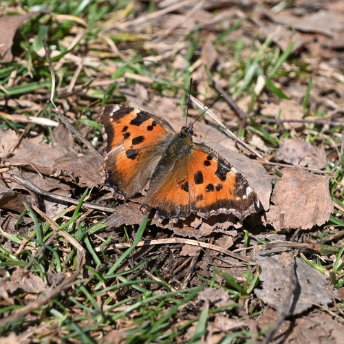 Scarce Tortoiseshell photo 5