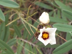 Sida linifolia