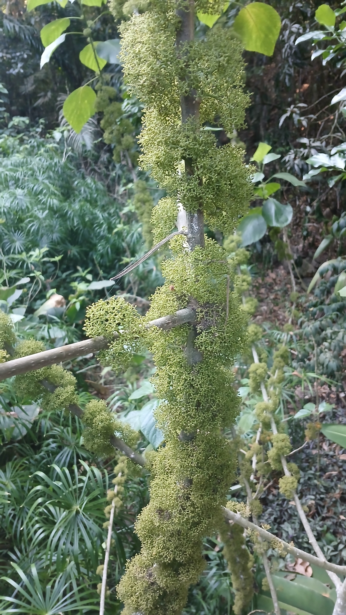Imagem de Urtiga-branca
