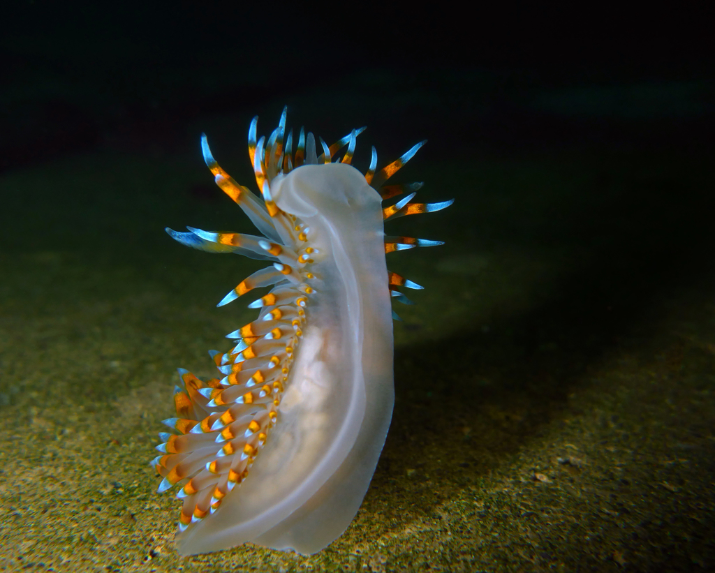 Proctonotoidea