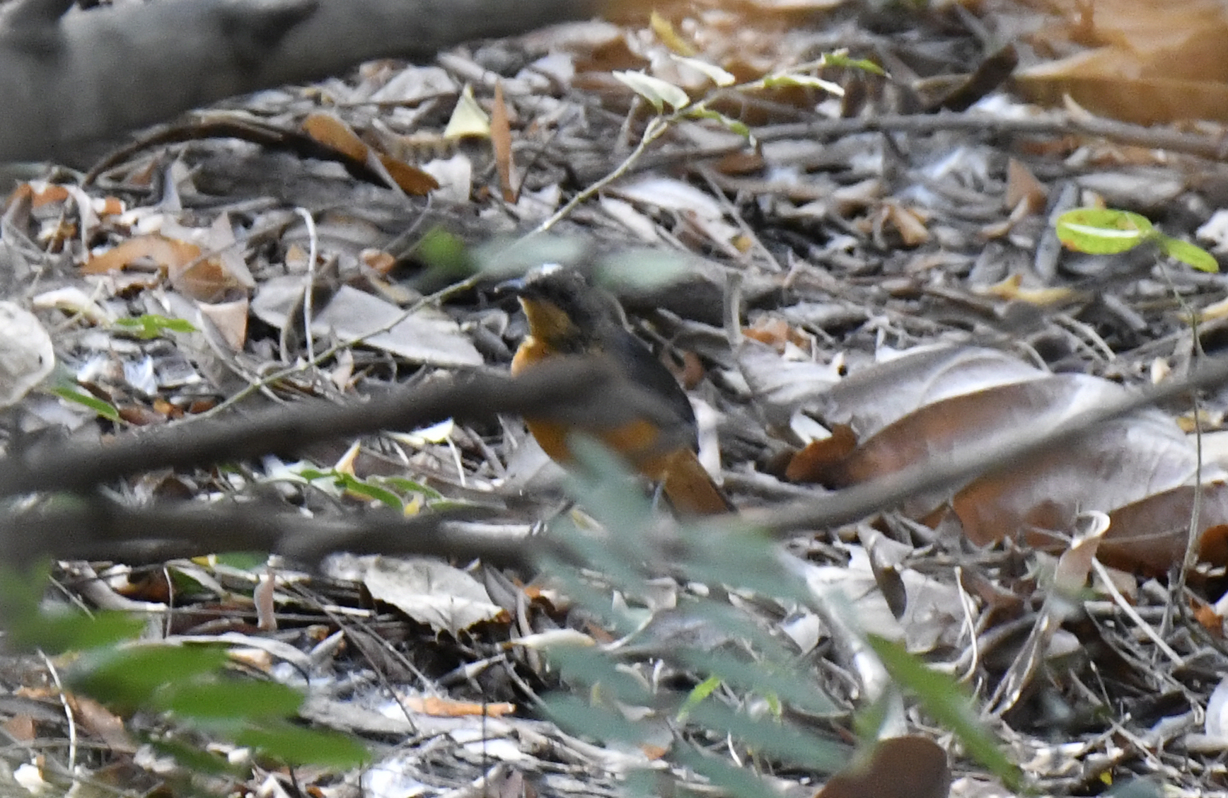 Snowy-crowned Robin-Chat (Cossypha niveicapilla), photo 6