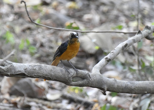 Snowy-crowned Robin-Chat (Cossypha niveicapilla), photo 2