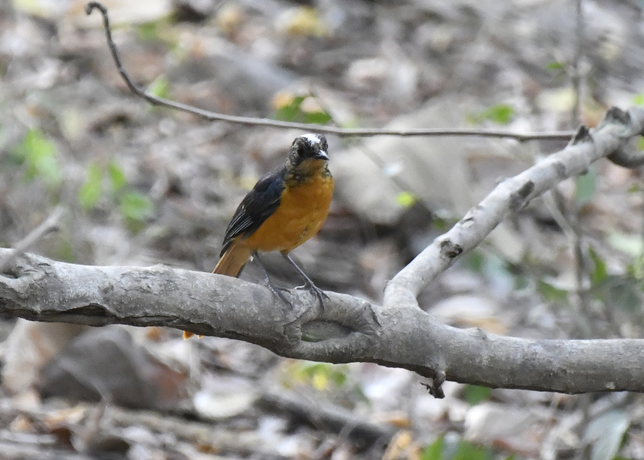 Snowy-crowned Robin-Chat (Cossypha niveicapilla), photo 2