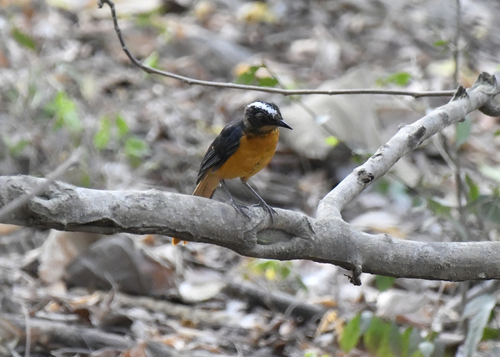 Snowy-crowned Robin-Chat (Cossypha niveicapilla)