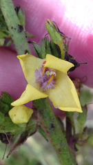 Verbascum mallophorum