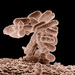 Escherichia coli - Photo Photo by Eric Erbe, digital colorization by Christopher Pooley, both of USDA, ARS, EMU., sin restricciones conocidas de derechos (dominio público)