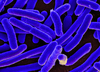 Bacteria - Photo (c) NIAID, some rights reserved (CC BY)