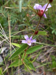 Melochia spicata