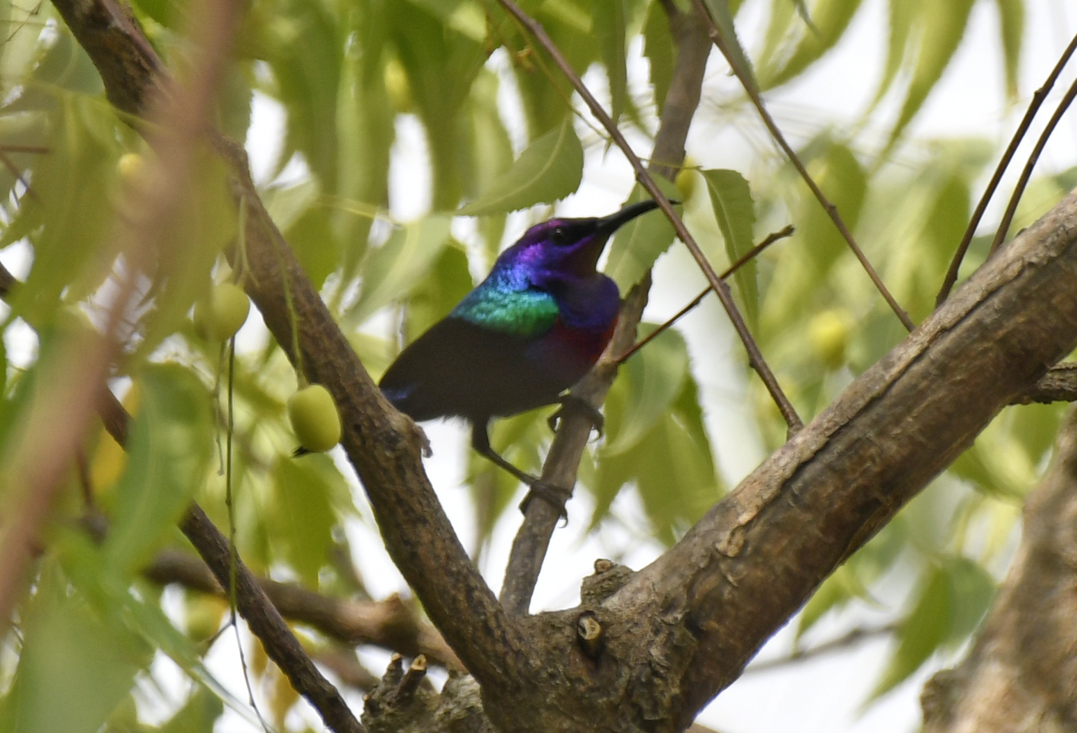 Splendid Sunbird (Cinnyris coccinigastrus), photo 6