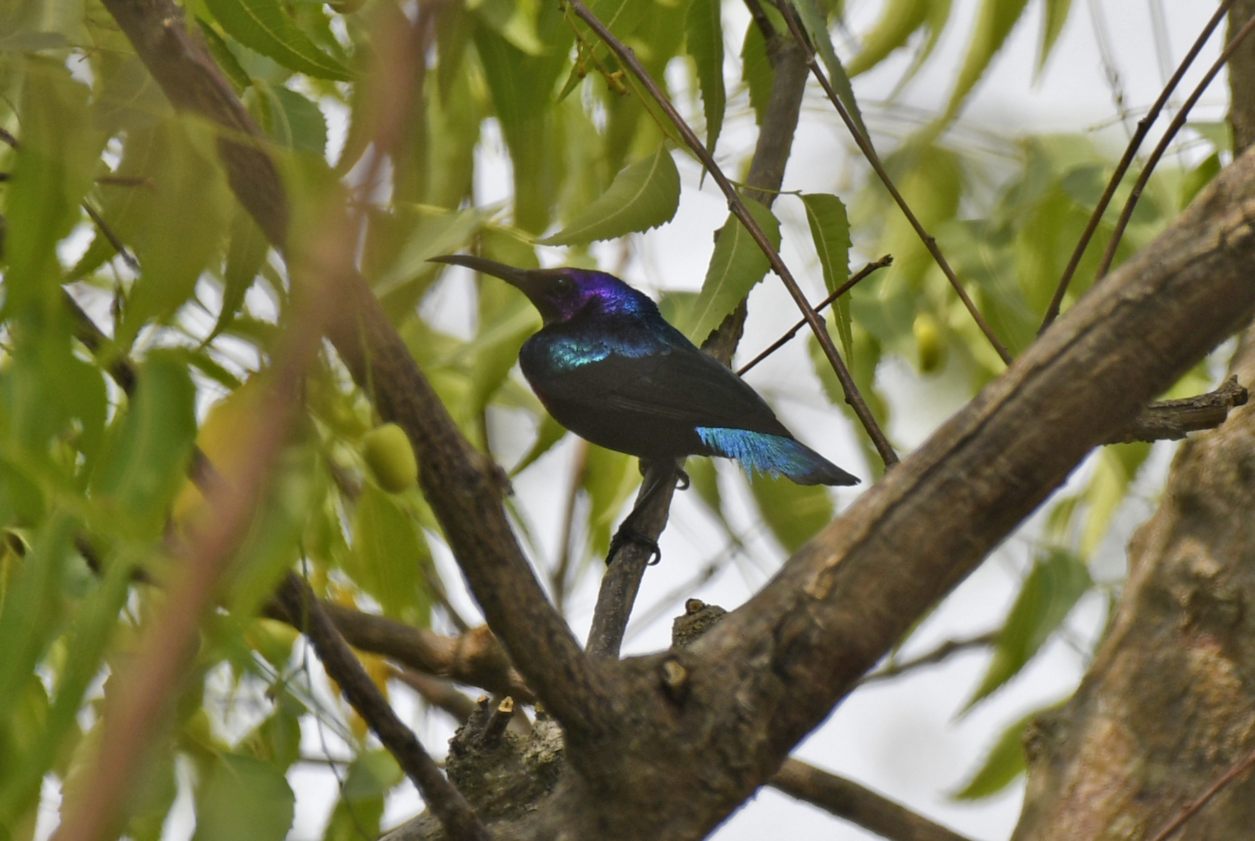 Splendid Sunbird (Cinnyris coccinigastrus), photo 5