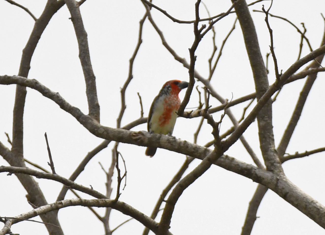 Vieillot's Barbet (Lybius vieilloti), photo 2