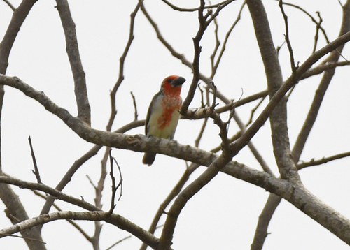 Vieillot's Barbet (Lybius vieilloti)