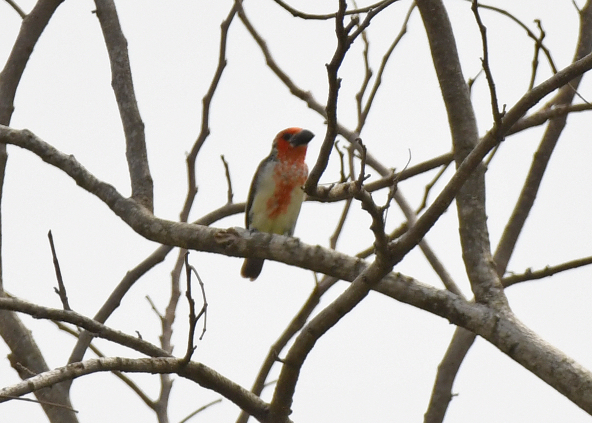 Vieillot's Barbet (Lybius vieilloti), photo 1