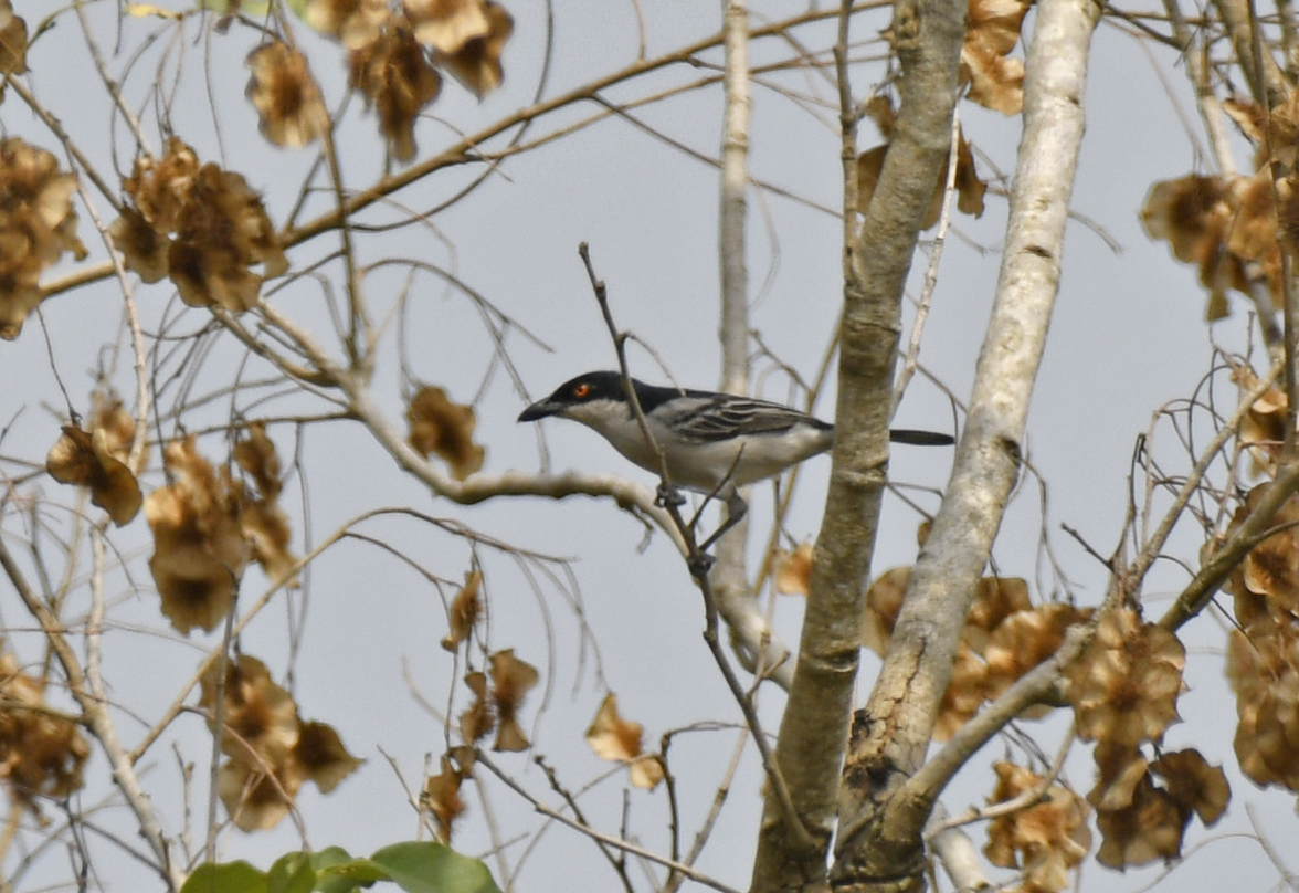 Northern Puffback (Dryoscopus gambensis), photo 2