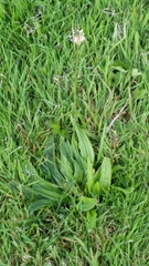 Plantago lanceolata