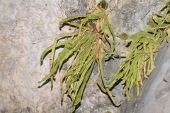 Pinguicula longifolia