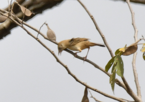 Croaking Cisticola (Cisticola natalensis), photo 10