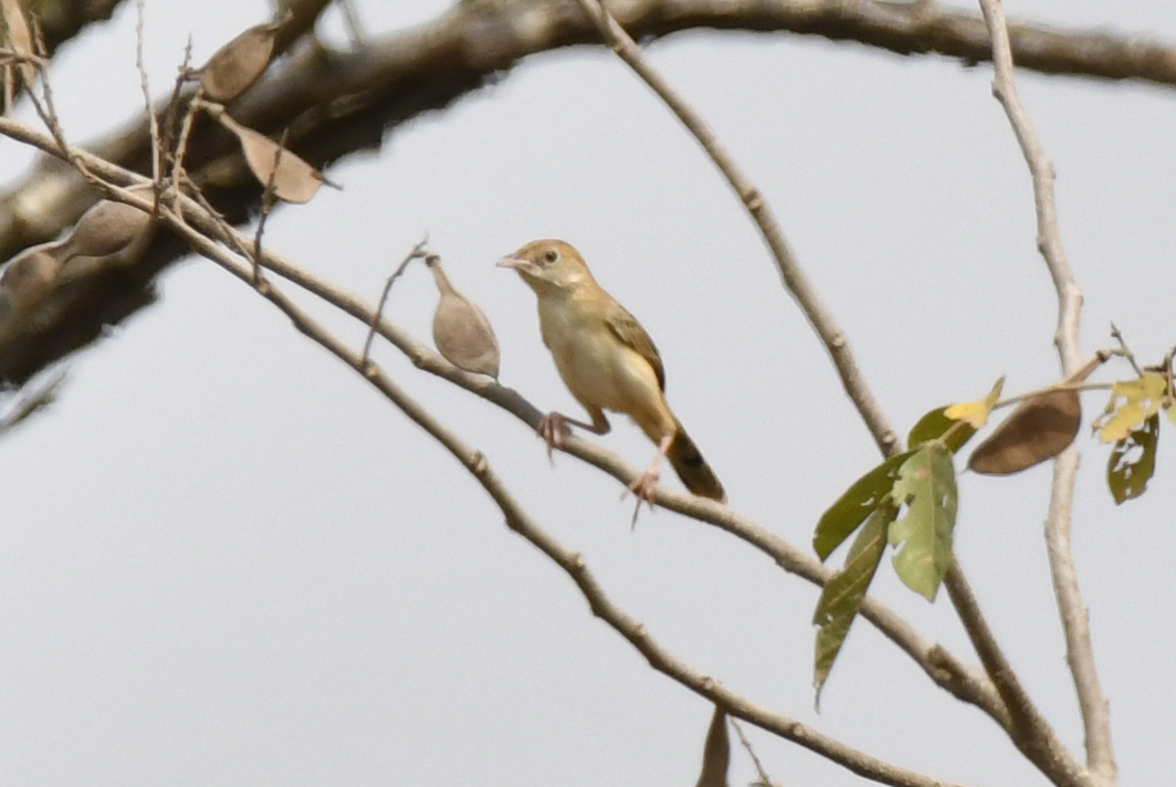 Croaking Cisticola (Cisticola natalensis), photo 5