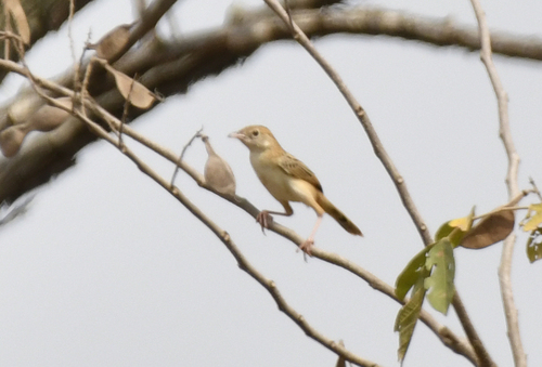 Croaking Cisticola (Cisticola natalensis), photo 6