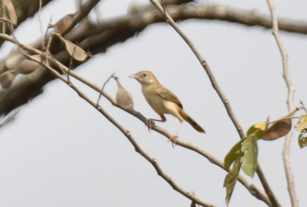 Croaking Cisticola (Cisticola natalensis), photo 6