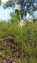 Habenaria trifida
