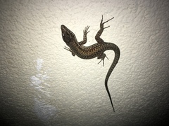 Podarcis muralis