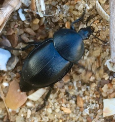 Ablattaria laevigata