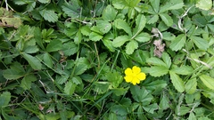 Potentilla reptans
