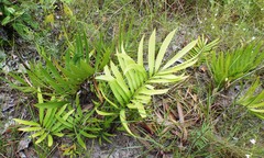 Zamia prasina
