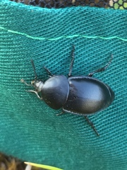 Ablattaria laevigata