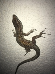 Podarcis muralis