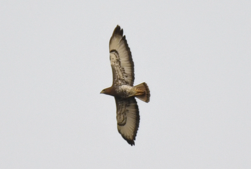 Red-necked Buzzard (Buteo auguralis), photo 10
