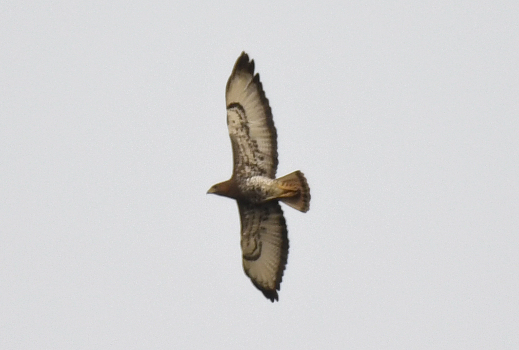 Red-necked Buzzard (Buteo auguralis), photo 4