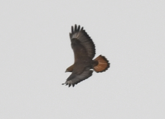 Red-necked Buzzard (Buteo auguralis), photo 5